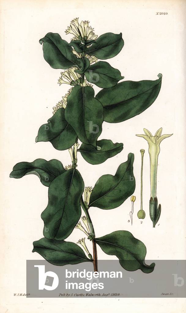 Soap wood or torch wood, poison wood - Cestrum laurifolium (Alaternus-leaved cestrum, Cestrum alaternoides). Handcoloured copperplate engraving by Swan after an illustration by William Jackson Hooker from Samuel Curtis's “” Botanical Magazine,”” London, 1829.