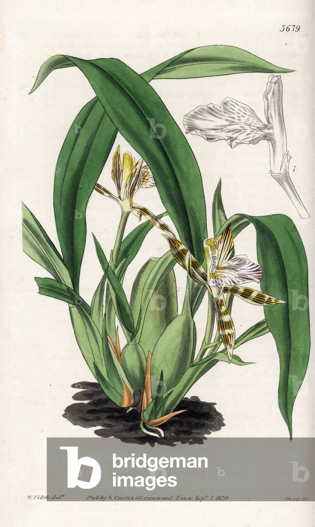 Orchid Variete Aspasia - Variegated aspasia orchid, Aspasia varigata. Handcoloured copperplate engraving after a botanical illustration by Walter Fitch from William Jackson Hooker's Botanical Magazine, London, 1839.