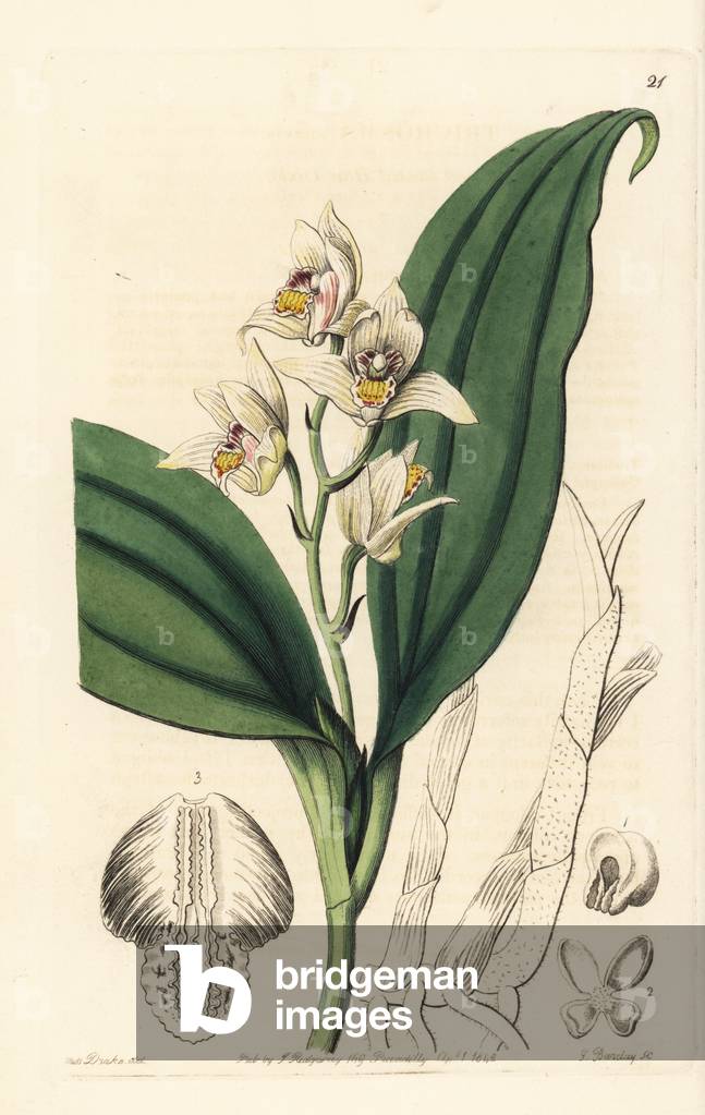 Orchid Variety - Eria coronaria orchid (Sweet-scented hair orchis, Trichosma suavis). Handcoloured copperplate engraving by George Barclay after an illustration by Miss Sarah Drake from Edwards' Botanical Register, edited by John Lindley, London: Ridgeway, 1842.