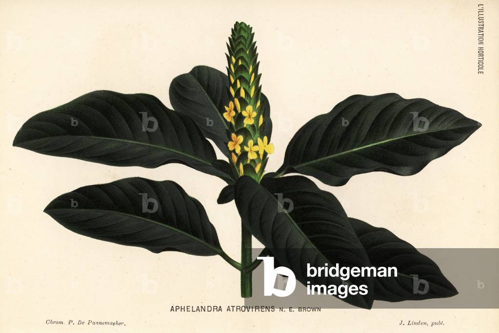 Aphelandra bahiensis (Aphelandra atrovirens). Chromolithograph by P. de Pannemaeker from Jean Linden's l'Illustration Horticole, Brussels, 1884.