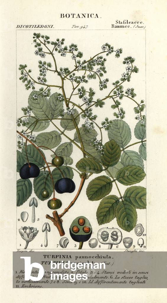 Muttonwood, Turpinia occidentalis