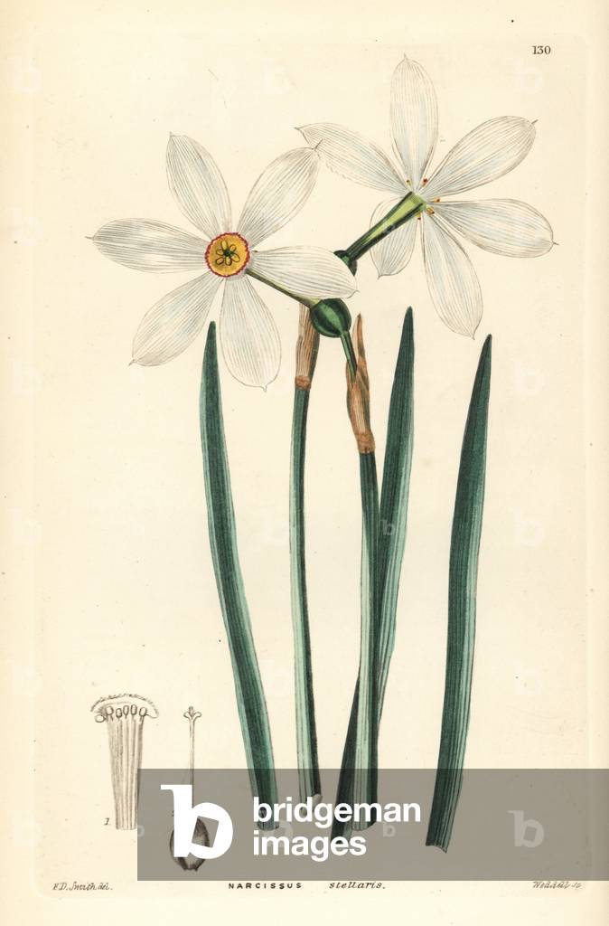 Poet narcissus - Poet's daffodil, Narcissus poeticus subsp. radiiflorus (Starry poet's narcissus, Narcissus stellaris). Handcoloured copperplate engraving by Weddell after Edwin Dalton Smith from John Lindley and Robert Sweet's Ornamental Flower Garden and Shrubbery, G. Willis, London, 1854.