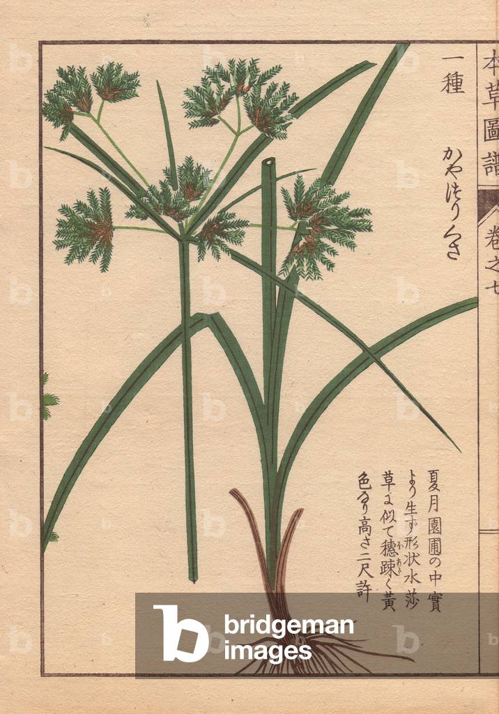 Roots, reeds and flowers of nutgrass galingale, Cyperus amuricus Max.