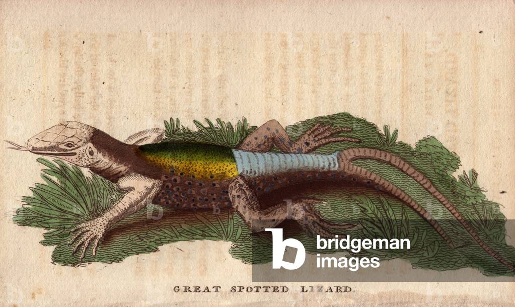 Forked-tailed Stitch Lizard (Ceiolaemus). Genre with double tail or forked tail, identified and described by George Edwards (1694-1773). Lithographie in The Naturalist Pocket Magazine or Cabinet complete des Curiosites et Beautes de la Nature, published between 1798 and 1802, by Harrison, London, England.