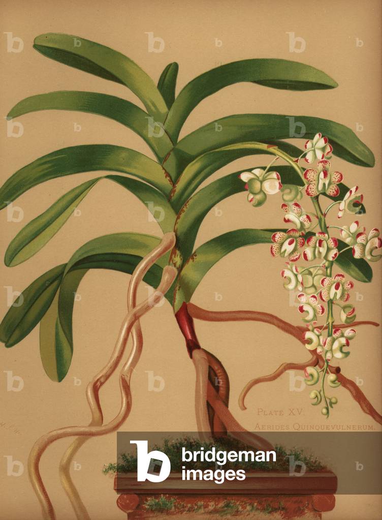 Cat's-tail or fox brush orchid, Aerides quinquevulnera