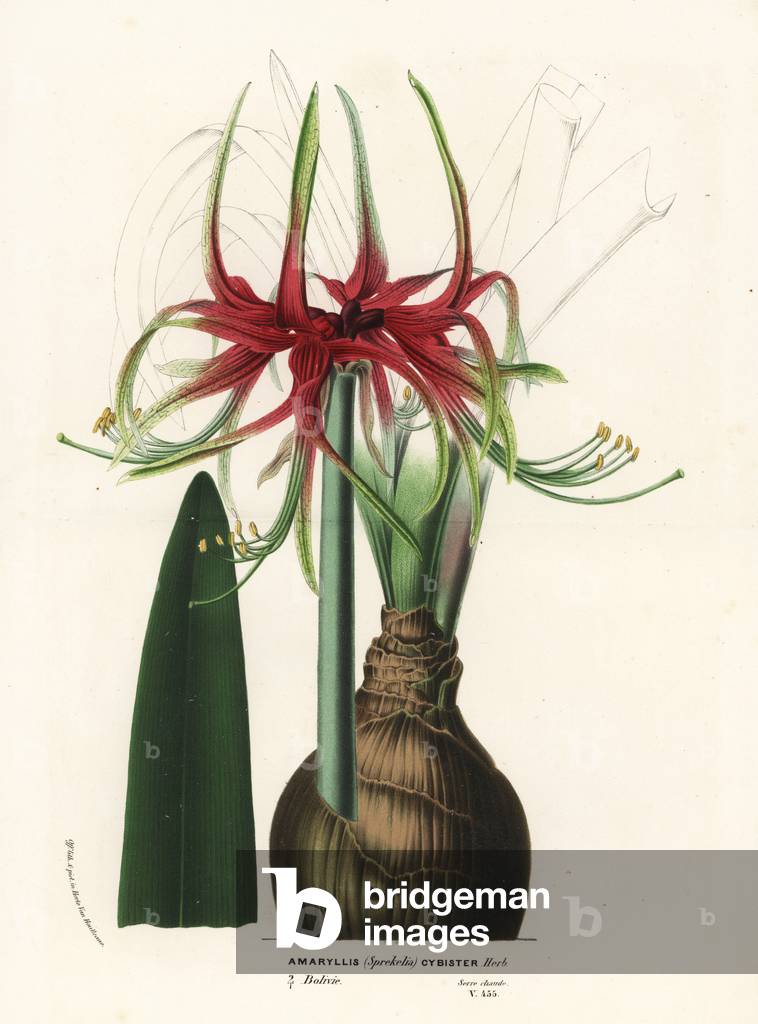 Hippeastrum cybister (Amaryllis Sprekelia cybister). Handcoloured lithograph from Louis van Houtte and Charles Lemaire's Flowers of the Gardens and Hothouses of Europe, Flore des Serres et des Jardins de l'Europe, Ghent, Belgium, 1870.