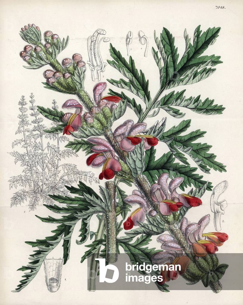 Eremostachys laciniata, native plant of western Asia. Drawing by Matilda Smith (1854-1926), Lithography by J.N. Fitch in Curtis Botanical Magazine, by Joseph Dalton Hooker, published in London, England, by L. Reeve and Co, 1889.