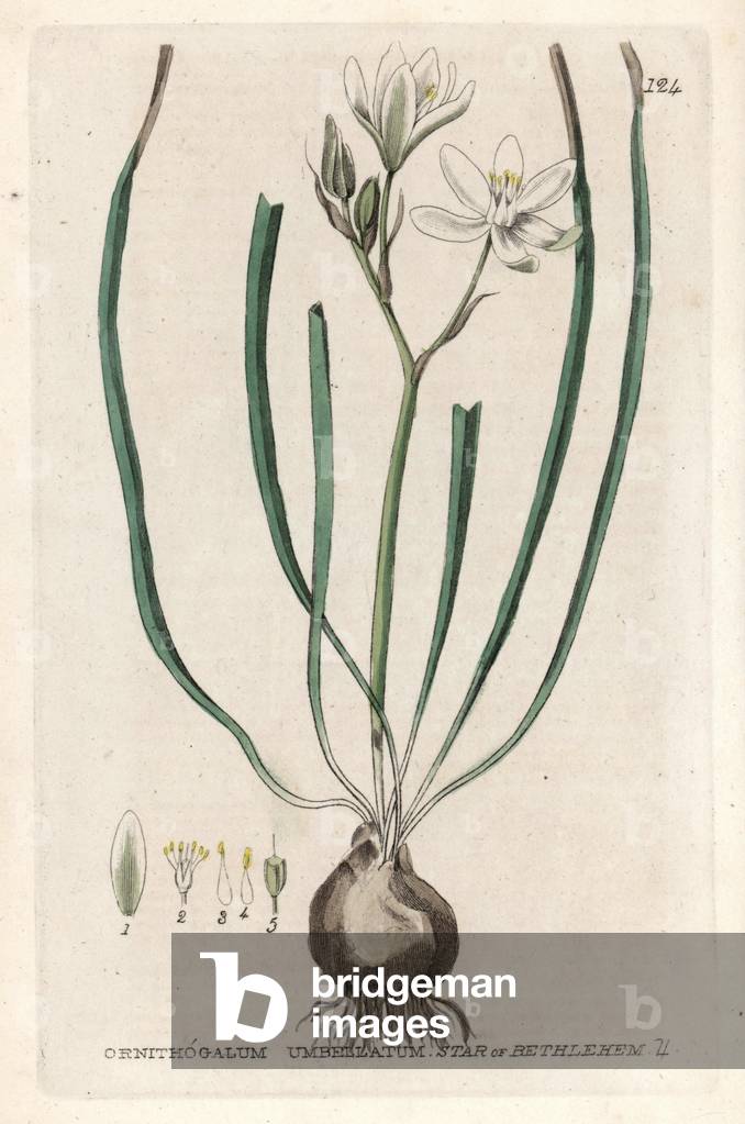 Sunshade ornithogale. Coloured copper engraving from William Baxter's book “English Botanical Phenomenes””, 1834. William Baxter (1788-1871) was the curator of the Oxford Botanical Garden from 1813 to 1854. Star of Bethlehem, Ornithogalum umbellatum. Handcoloured copperplate engraving from William Baxter's “” British Phaenogamous Botany”” 1835. Scotsman William Baxter (1788-1871) was the curator of the Oxford Botanic Garden from 1813 to 1854.