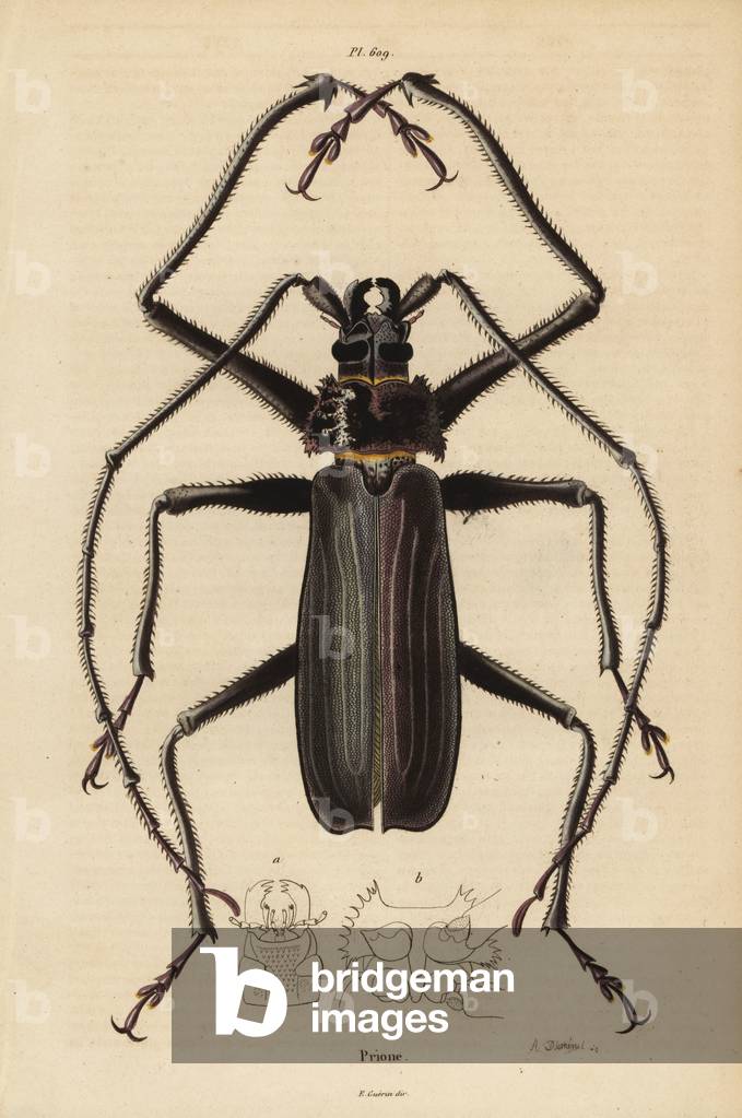 Macrotoma hayesii beetle