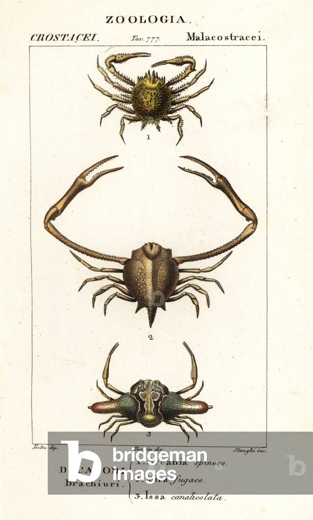 Species of crab