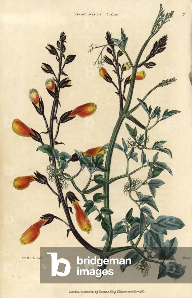 Yellow flowered Chilean glory creeper, Eccremocarpus scaber