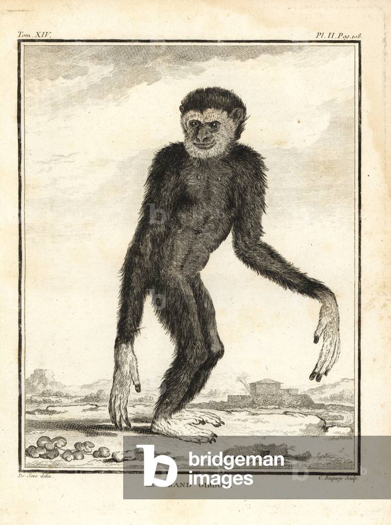 Agile gibbon, Hylobates agilis. Engandered. The big gibbon. Copperplate engraving by C. Baquoy, after an illustration by Jacques de Seve from Georges-Louis Leclerc, Comte de Buffon's Histoire Naturelle, Imprimerie Royale, Paris, 1766.