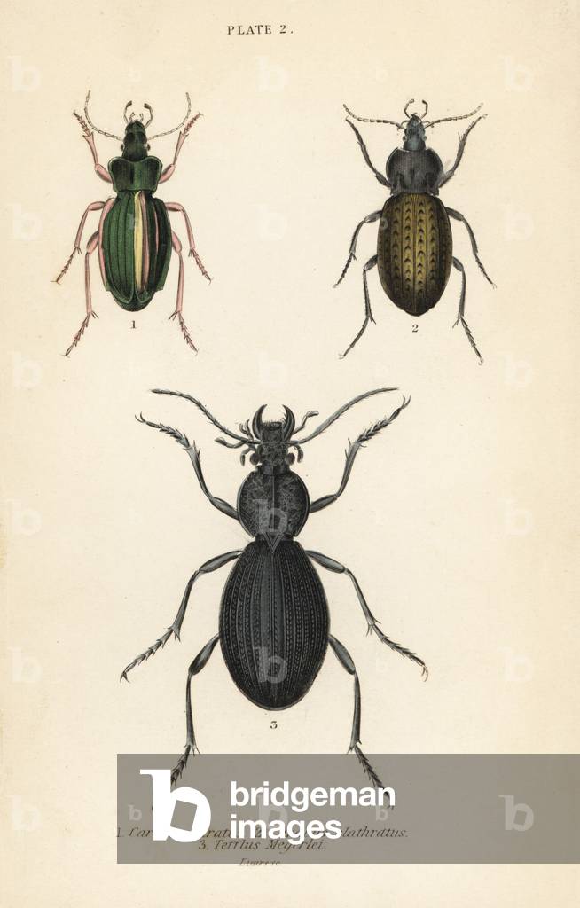 Golden ground beetle, Carabus auratus 1, ground beetle, Carabus clathratus 2, and large black ground beetle, Tefflus megerlei