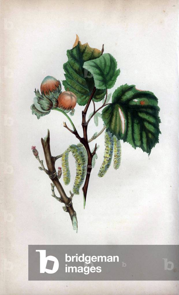 Hazel branch with fruit Hazel tree with male catkins, female buds and nuts, Corylus avellana. Handcoloured botanical illustration drawn from nature by Mrs. Rebecca Hey from her own “Spirit of the Woods,” London, Longman, Rees, 1837. Rebecca Hey was a Victorian writer, poet and artist who wrote “” Moral of Flowers” 1833 and “” Recollections of the Lakes”” 1841. The plates were probably engraved by William Clark, former draughtsman to the London Horticultural Society, and engraver on Hey's previous book.