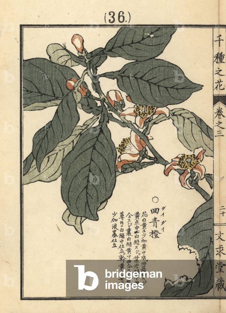 Daidai or bitter orange flower, Citrus aurantium. Handcoloured woodblock print by Kono Bairei from Senshu no Hana (One Thousand Varieties of Flowers), Bunkyudo, Kyoto, 1889.