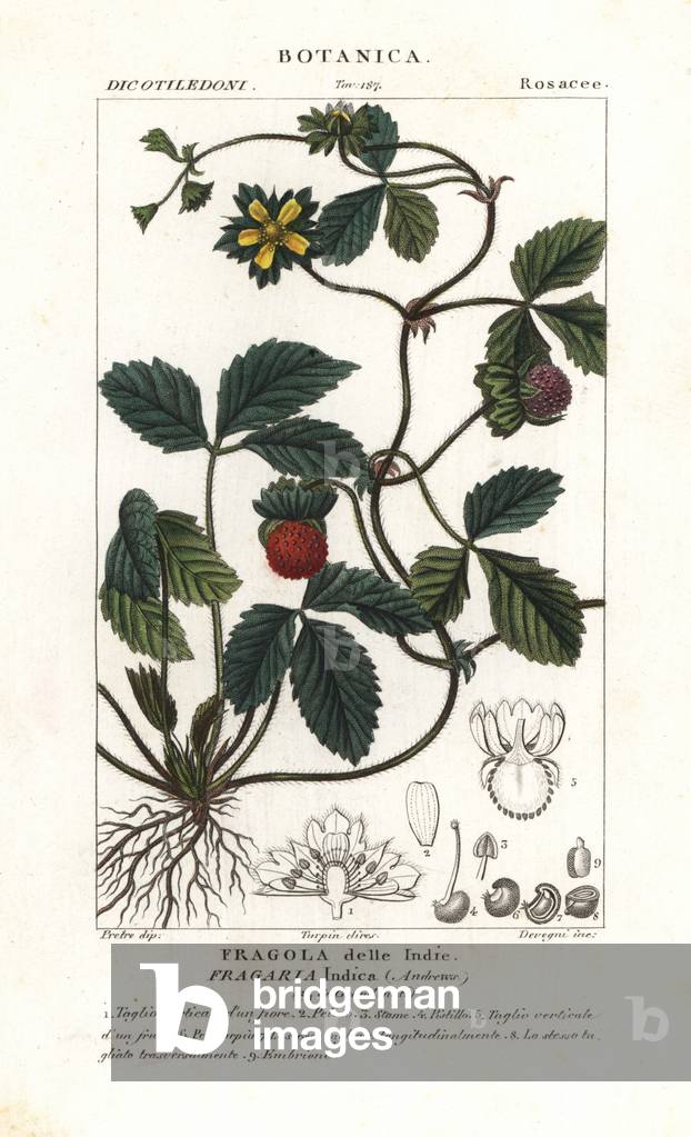 Mock strawberry, Potentilla indica
