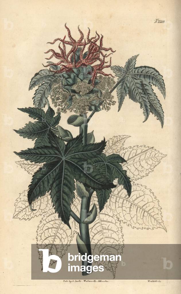 Palma christi or beaver oil plant. Handcoloured copperplate engraving by Weddell after a drawing by John Curtis for Samuel Curtis' continuation of William Curtis' Botanical Magazine, London, 1821.