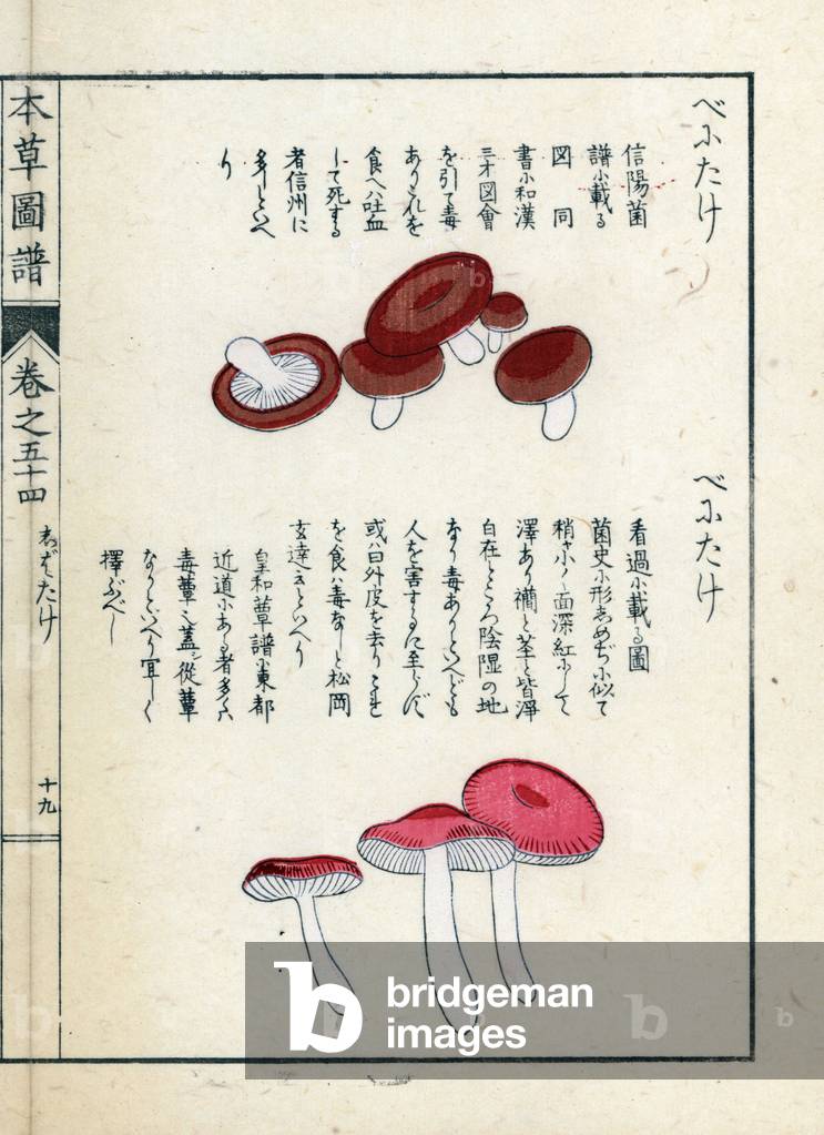 Mushrooms: benitake and fragile russule - Japanese print by Kanen Iwasaki (1786-1842), from Honzo Zufu, illustrative guide to medicinal plants, 1916 - Benitake and Russula fragilis mushrooms - Colour printed woodblock engraving by Kan'en Iwasaki, from “” Honzo Zufu””, 1916