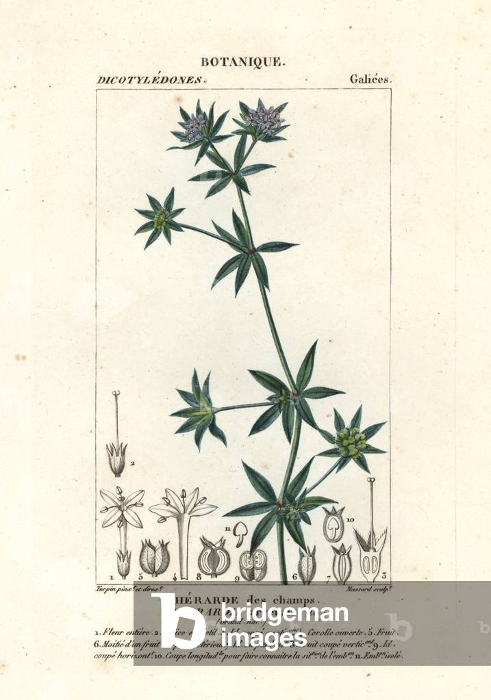 Blue field madder, Sherardia arvensis