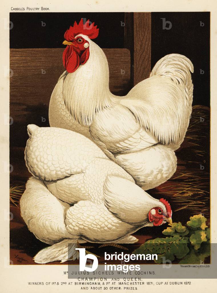 White cochin cock and hen, 1890 (chromolithograph)