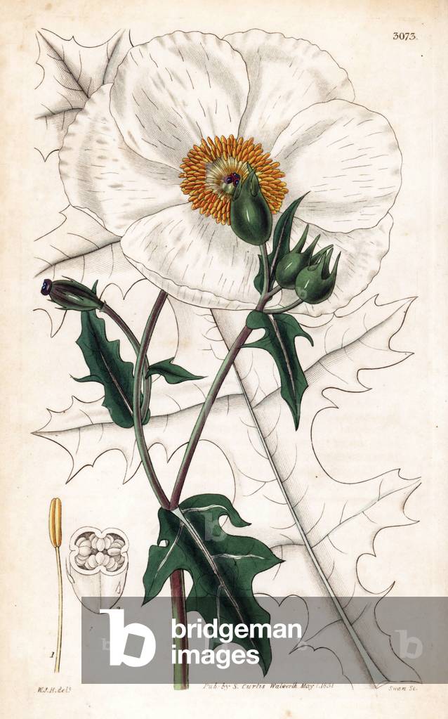 Argemone has large flowers - Large flowered Mexican poppy, Argemone grandiflora. Handcoloured copperplate engraving by Swan after an illustration by William Jackson Hooker from Samuel Curtis's “” Botanical Magazine,”” London, 1831.