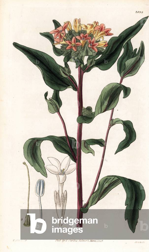Variete of phlox - Large flowered collomia, Collomia grandiflora. Handcoloured copperplate engraving by Swan after an illustration by William Jackson Hooker from Samuel Curtis's “” Botanical Magazine,”” London, 1829.