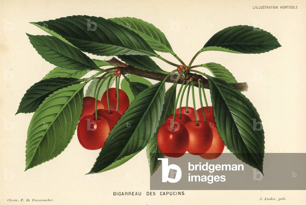 Cherry variety, Capuchin Bigarreau, Prunus avium. Chromolithograph by P. de Pannemaeker from Jean Linden's l'Illustration Horticole, Brussels, 1883.
