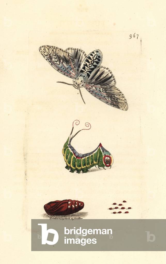 Puss moth, Cerura vinula (Phalaena vinula). Moth, caterpillar and pupa. Illustration drawn and engraved by Richard Polydore Nodder. Handcoloured copperplate engraving from George Shaw and Frederick Nodder's “” The Naturalist's Miscellany,”” London, 1810.