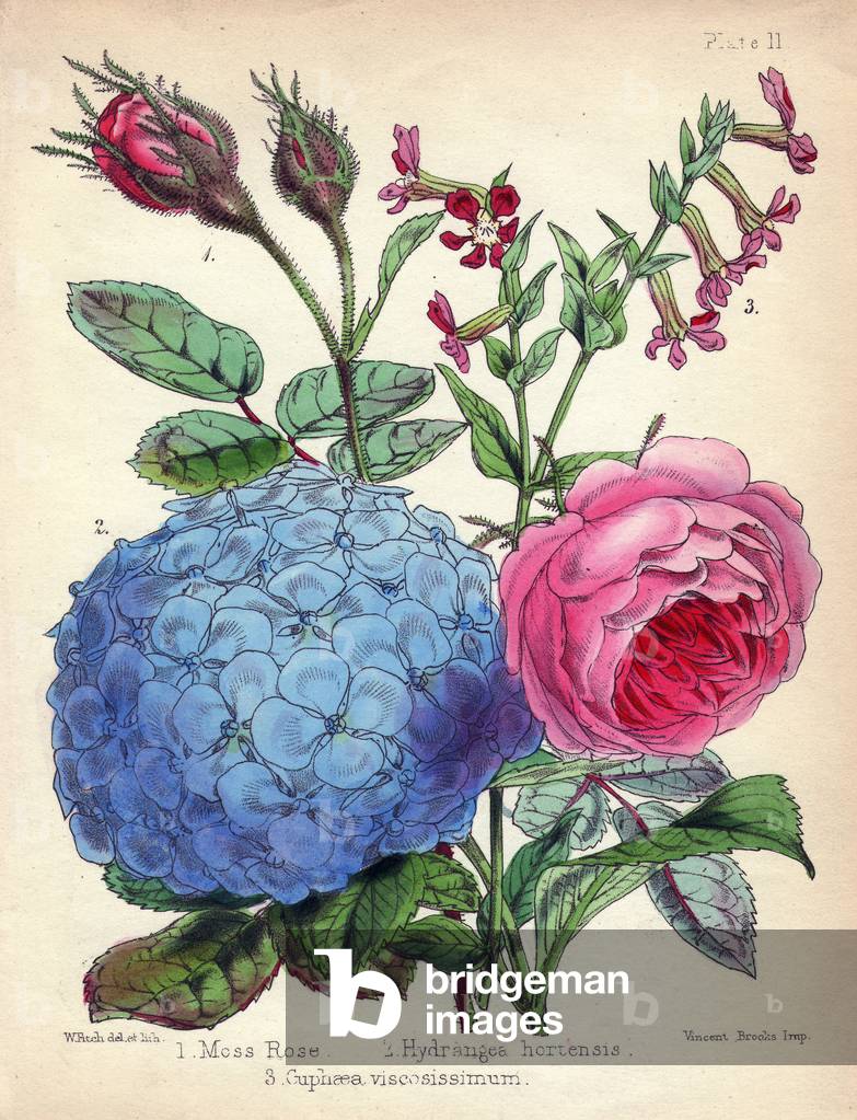 Pink Moss (Eleven-hour knight or Large-flowered Purpier, Latin name: Porculaca grandiflora), Hydrangea hydrangea (hydrangea) and Cuphaea viscosissimum. Hand-coloured lithograph drawn by Walter Hood Fitch (1817-1892) for the book by Agnes Catlow “Popular Garden Botany: Hardy Plants,” London, Lowell Reeve, 1855.