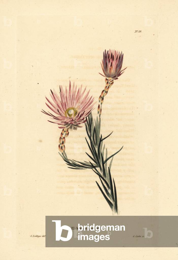 Edmondia pinifolia (Elichrysum spectabile). Handcoloured copperplate engraving by George Cooke after George Loddiges from Conrad Loddiges' Botanical Cabinet, Hackney, 1817.