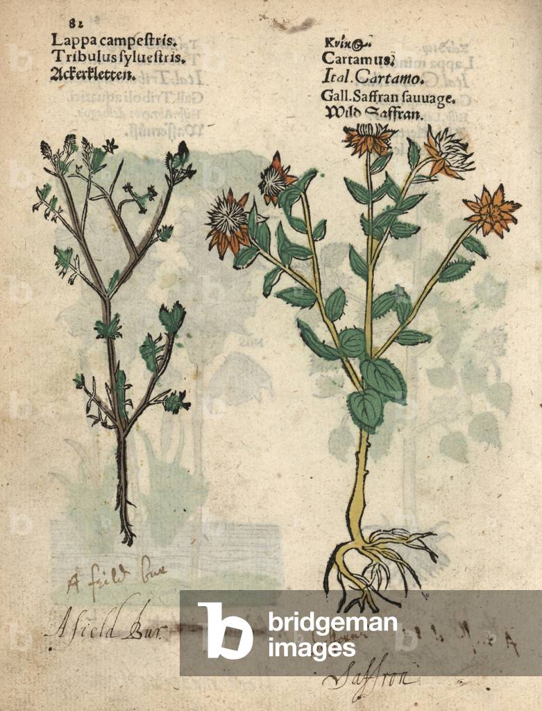 Field bur, Tribulus sylvestris, and safflower. Handcoloured woodblock engraving of a botanical illustration from Adam Lonicer's Krauterbuch, or Herbal, Frankfurt, 1557. This from a 17th century pirate edition or atlas of illustrations only, with captions in Latin, Greek, French, Italian, German, and in English manuscript.