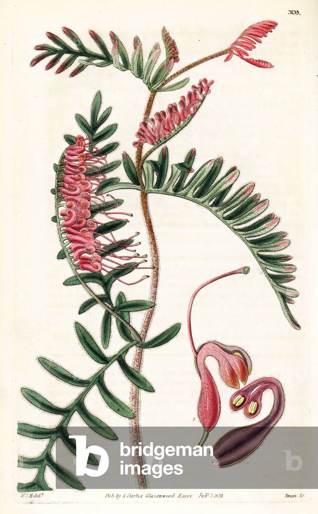 Caley's grevillea or Blechnum-leaved grevillea, Grevillea caleyi, native to Australia. Handcoloured copperplate engraving by Swan after an illustration by William Jackson Hooker from Samuel Curtis' “” Botanical Magazine,”” London, 1832.