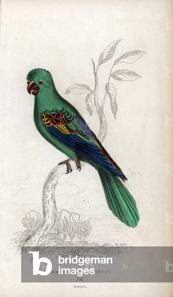 Bloodbeaked parakeet, Psittacus macrorhynchos, Tanygnathus Megalorynchos.Lithograph by Joseph Kidd, based on a drawing by John Audubon, in Miscellany of Natural History: Parrots, by Sir Thomas DiK Lauder and Captain Thomas Brown, published in Edinburgh, Scotland, in 1833.