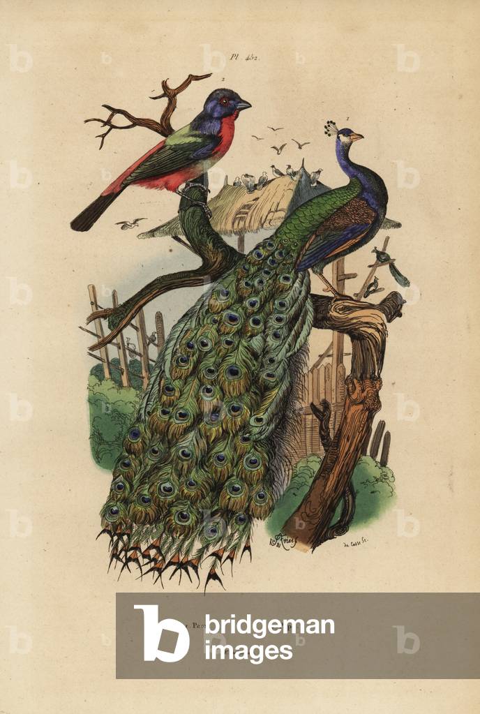 Indian peafowl, Pavo cristatus, and parrotfinch, Erythrura species