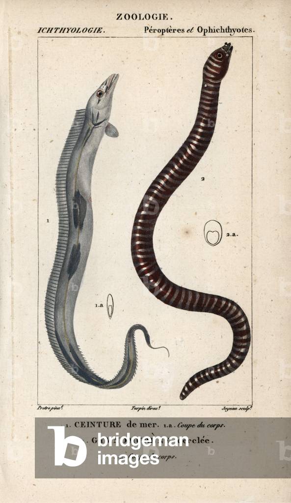 Largehead hairtail, seatbelt, Trichiurus lepturus, and zebra moray eel, gymnomurene circlee, Gymnomuraena zebra. Handcoloured copperplate stipple engraving from Jussieu's “” Dictionary of Natural Sciences”” 1816-1830. The volumes on fish and reptiles were edited by Hippolyte Cloquet, natural historian and doctor of medicine. Illustration by J.G. Pretre, engraved by Joyeau, directed by Turpin, and published by F. G. Lévrault.