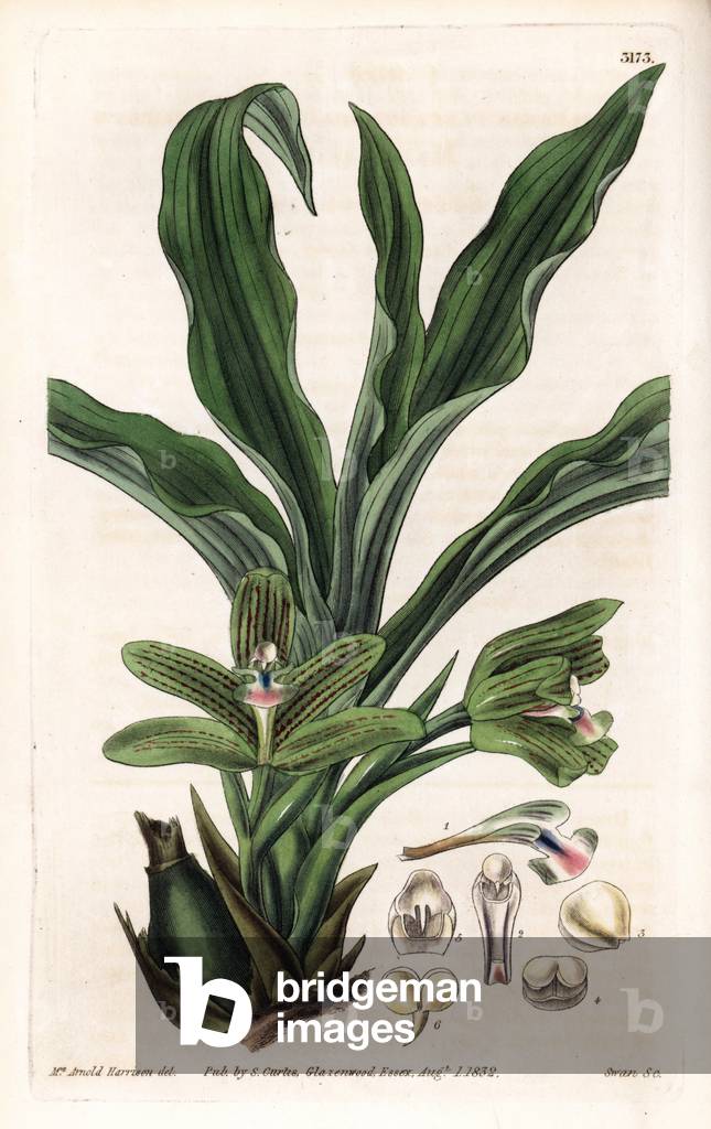 Variete d'orchidee pabstia - Pabstia platanthera orchid (flat-anthered maxillaria, Maxillaria platanthera). Handcoloured copperplate engraving by Swan after an illustration by Mrs. Arnold Harrison from Samuel Curtis' “” Botanical Magazine,”” London, 1832.