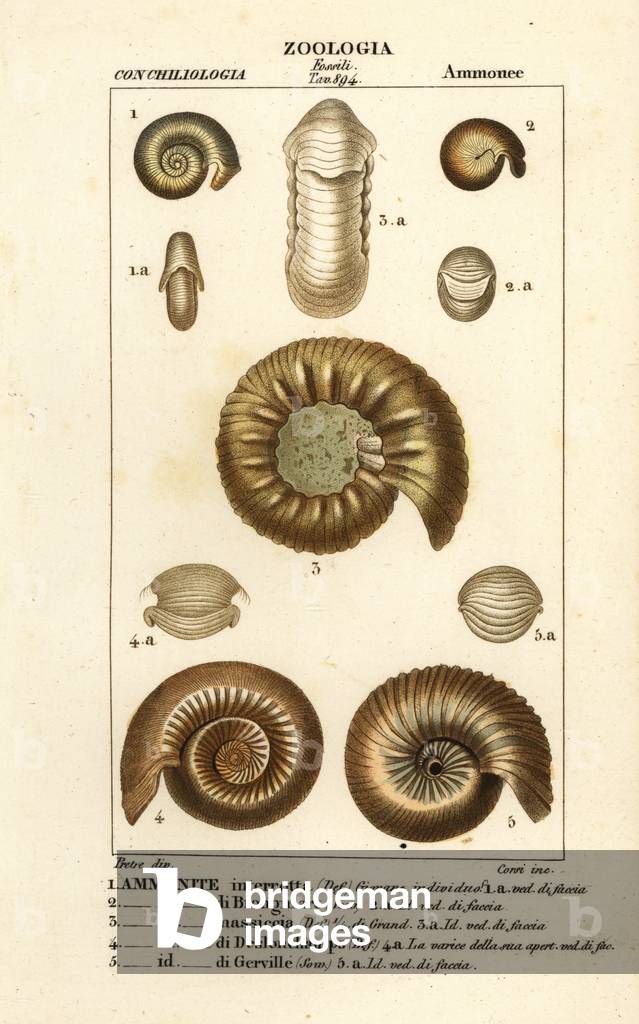 Fossils of extinct ammonite species