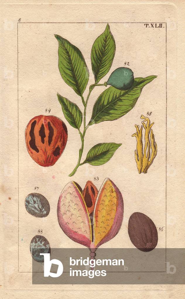Nutmeg and mace tree, Myristica fragrans
