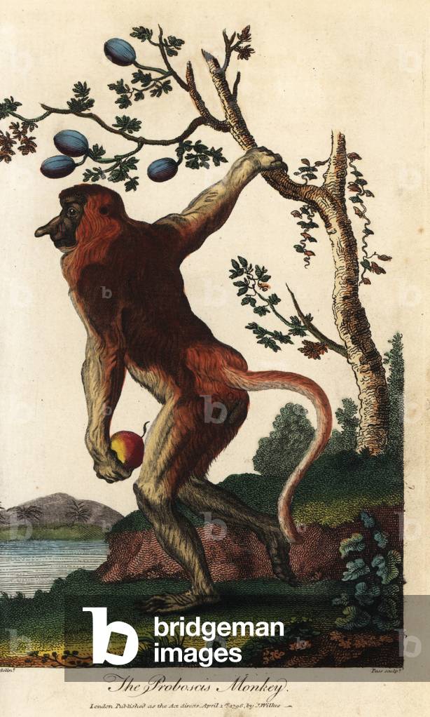 Nasique - Proboscis monkey, Nasalis larvatus, endangered - Handcoloured copperplate engraving by John Pass after an illustration by Johann Jakob Ihle from Ebenezer Sibly's Universal System of Natural History, London, 1796