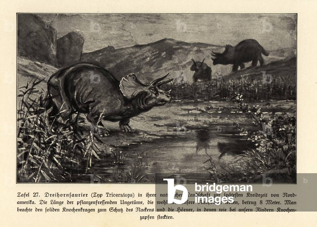Reconstruction of an extinct Triceratops.