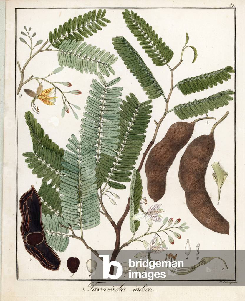 Tamarinier - Lithograph by F. Guimpel, extracted from medical botany by Friedrich Gottlob Haynes (1763-1832), Berlin, 1822 - Tamarind, Tamarindus indica - Handcoloured copperplate by F. Guimpel from Dr. F. G. Hayne's Medical Botany, Berlin, 1822
