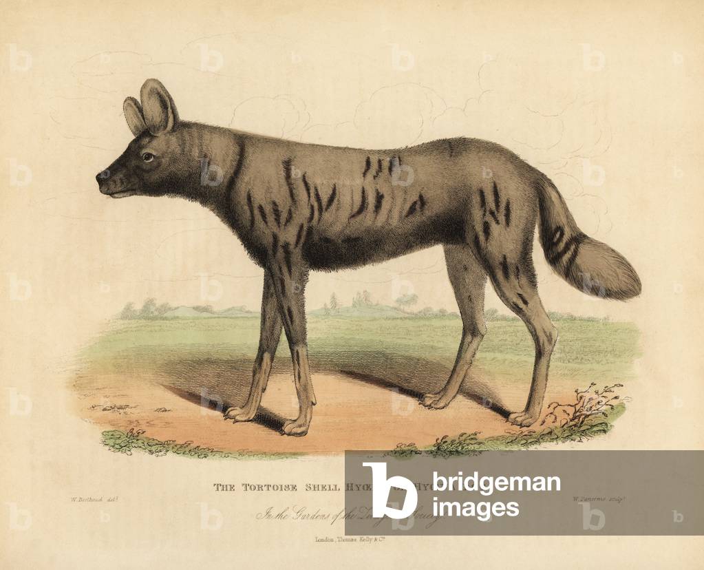 African hunting dog, Lycaon pictus.