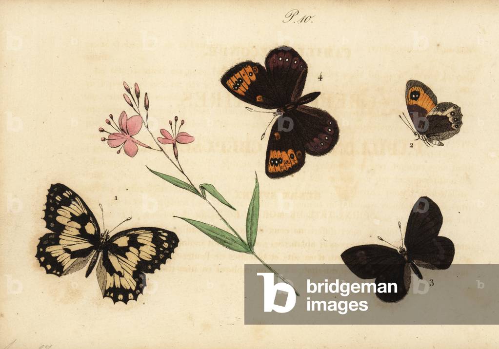 Marbled white, Melanargia galathea 1, Spanish gatekeeper, Pyronia bathseba 2, almond ringlet, Erebia alberganus 3, and spring ringlet, Erebia epistygne 4. Satyre demi-deuil, Satyre pasiphae, Satyre ceto, Satyre epistygne