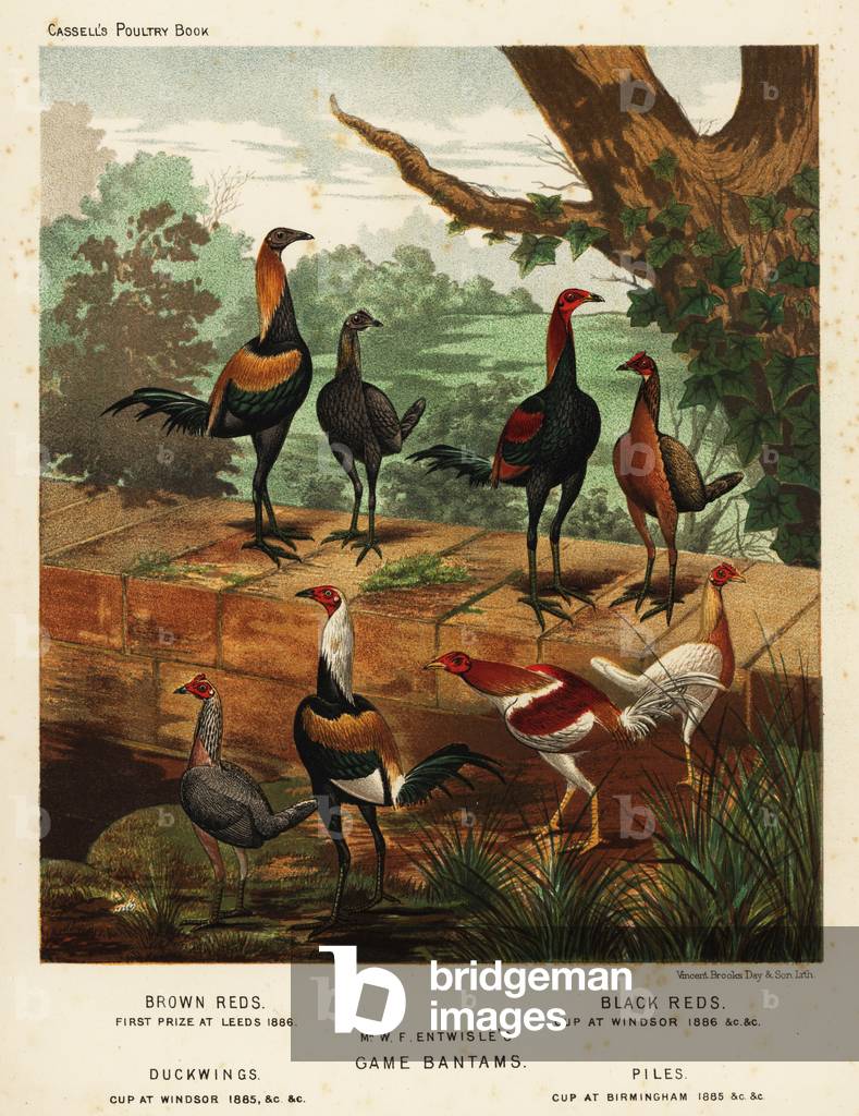 Varieties of game bantams bred by W. F. Entwistle, 1890 (chromolithograph)