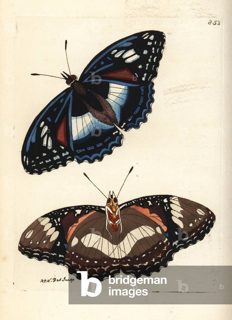 Great eggfly butterfly, Hypolimnas bolina nerina (Cramerian butterfly, Papilio cramerianus), native to Java. Illustration drawn and engraved by Richard Polydore Nodder. Handcoloured copperplate engraving from George Shaw and Frederick Nodder's The Naturalist's Miscellany, London, 1806.