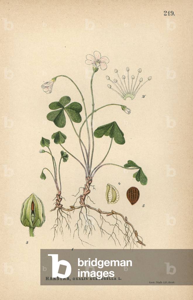 Common woodsorrel, Oxalis acetosella
