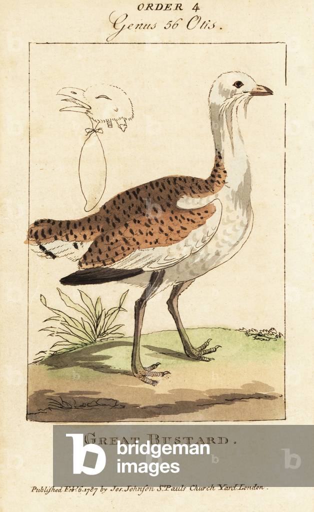 Great bustard, Otis tarda