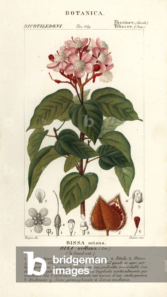 Achiote or lipstick tree, Bixa orellana
