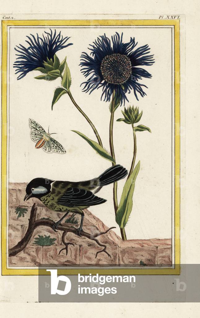 Carolina Safflower. Blue safflower, Carthamus caeruleus. Handcoloured etching from Pierre Joseph Buchoz 'Precious and illuminated collection of the most beautiful and curious flowers, grown both in the gardens of China and in those of Europe, Paris, 1776.