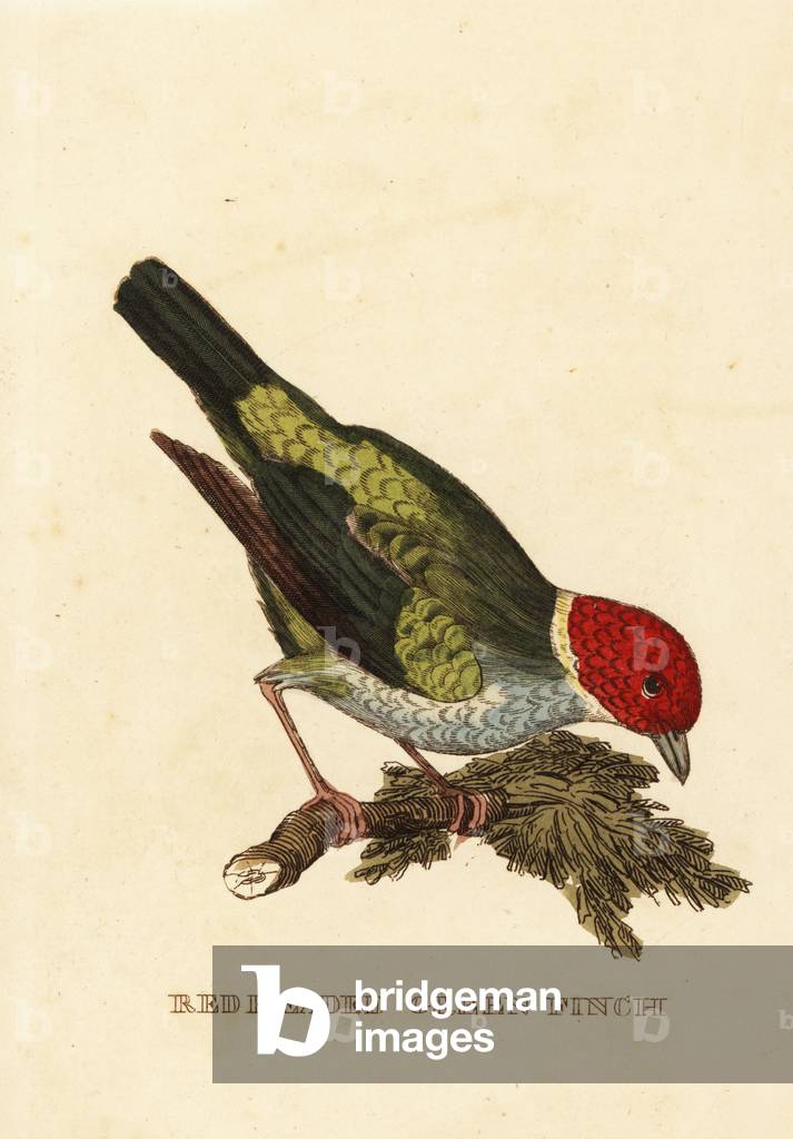 Bay-headed tanager, Tangara gyrola